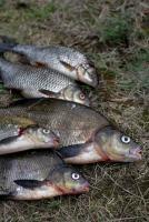 Bifogad bild: fisk.jpg